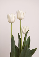white tulip