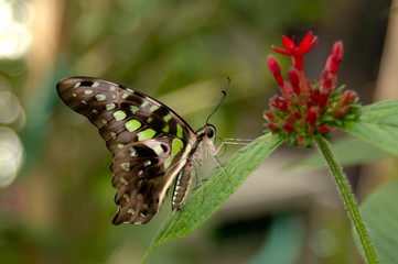 Obraz na płótnie Canvas butterfly malachit