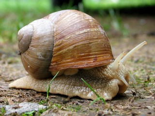 snail
