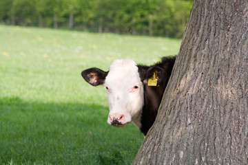 peeping cow