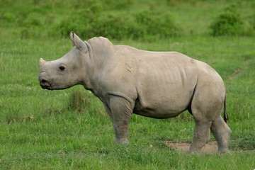 Naklejka premium jeune rhinocéros blanc
