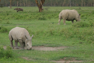 Fototapeta na wymiar femelle rhino et son petit