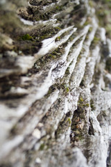 Fototapeta na wymiar weathered tree stump
