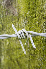 barbed wire over green grunge