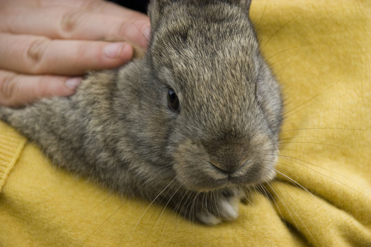 pet rabit