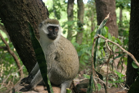 singe grivet