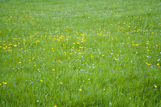 lush grass and flowers