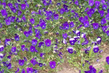 Fototapeta premium purple flowers