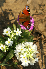 Fototapeta premium primroses and butterfly