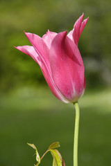 tulipe rose