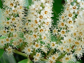 laurel blossom