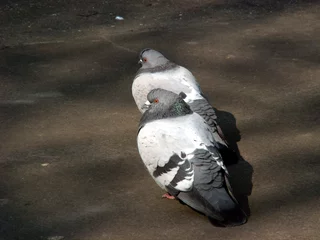 Fotobehang pigeon 3 © Henryk Olszewski
