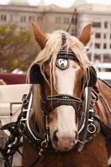 Obraz premium carriage horse