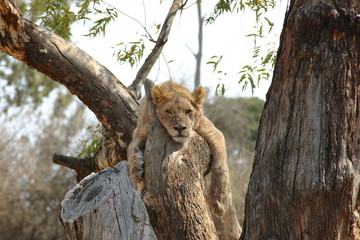 lioness in the tree #2