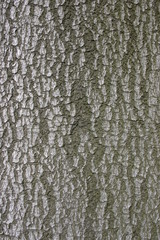 buchenrinde
