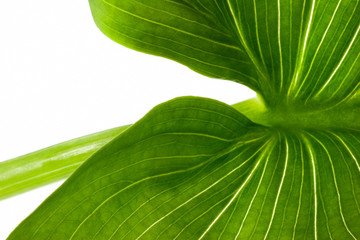 arum 1 - feuille
