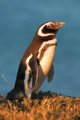 Crédence de cuisine en verre imprimé Pingouin pingouin de magellan