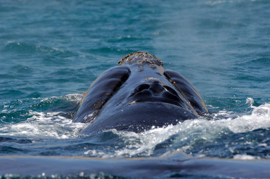 baleine