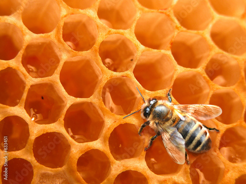 Пчела соты мед скачать
