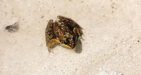 frog