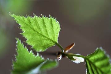 Naklejka premium birch leaves