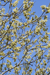 pussy willow