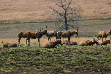 Naklejka na ściany i meble bunch of antelope