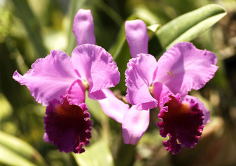 thailand, chiang mai: orchid