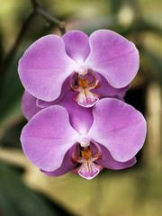 thailand, chiang mai: orchid