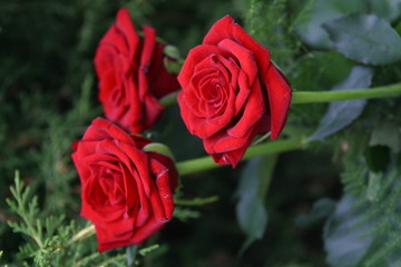 die drei rosen