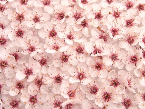 plum flowers pattern 1