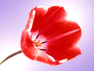 tulipe