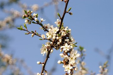 kirschblüte