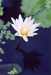 white water lily - 636080