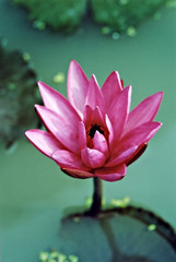 red-pink water lily - 636081