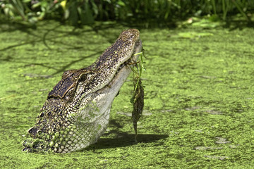 american alligator