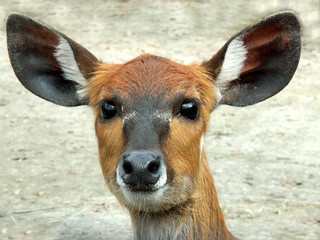 antelope