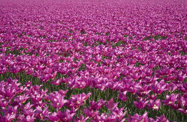 Fototapeta premium tulip field 28