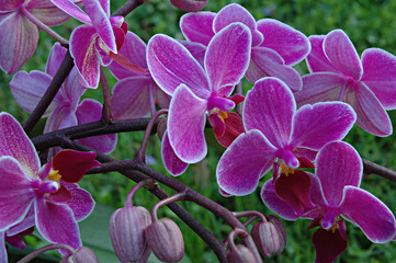 orchidee