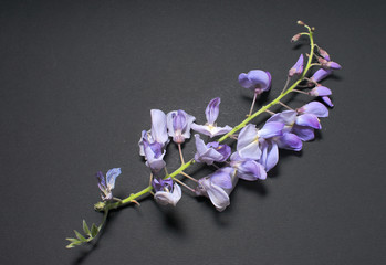 branche de glycine