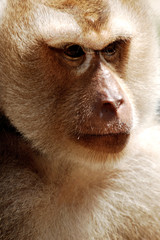 thailand, koh samui: monkey