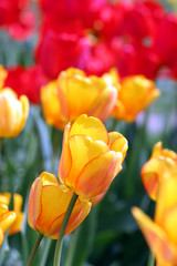 tulpen