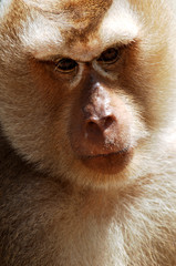 thailand, koh samui: monkey