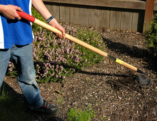 weeding the garden