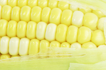 corn on a cob close-up