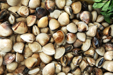 thailand, koh samui: seafood on a market