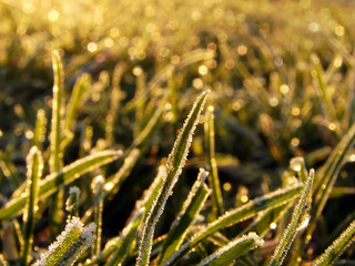 grass on soft morning light