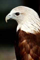 predatory bird