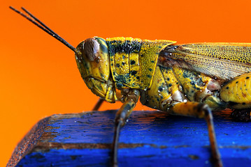 colorful grasshopper