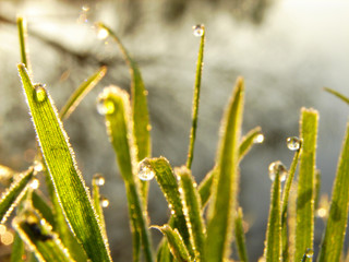 grass at morning